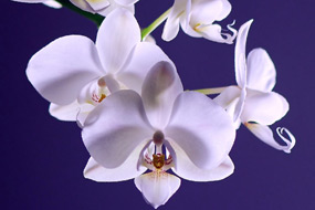 Orquídea Dephal