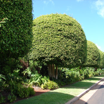 Jardinagem e Paisagismo